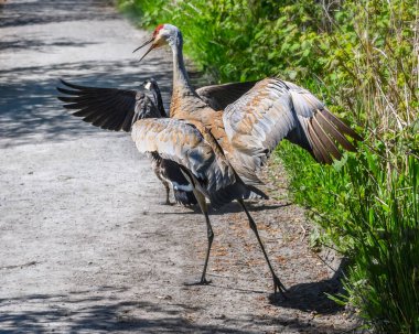 İki kum tepesi turnası çamurlu bir yolda canlı bir şekilde kur yapıyor. Parlak güneş ışığı, tüylerini yemyeşil arka planda ön plana çıkarır..