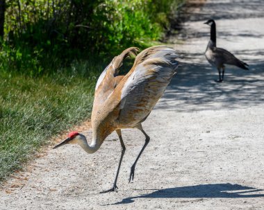 Vurucu tüyleri olan bir kum tepesi vinci, parkta huzurlu bir patika boyunca havaya sıçrıyor. Yakınlarda, canlı yeşilliklerle çevrili Kanadalı bir kaz nöbet tutuyor..
