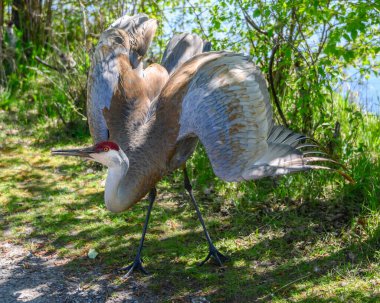 Kum tepesi vinci, bereketli yeşilliklerle çevrili bir su kütlesinin yanında kanatlarını çırparak parlak güneş ışığı altında karmaşık tüy desenleri sergiler..