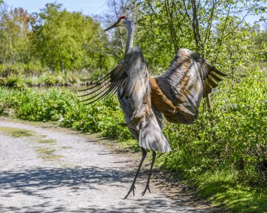 Parlak, güneşli bir günde canlı yeşilliklerle çevrili manzaralı bir patika boyunca bir kum tepesi vinci havaya sıçrar. Kanatları geniş, tüylü desenler sergiliyor..