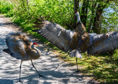 İki kum tepesi turnası, parlak bahar havasında canlı yeşil ağaçlarla çevrili bir göl kenarındaki patika boyunca kur yapıyor..