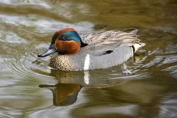 Canlı bir ördek, sudaki renkli tüylerini yansıtarak sakin gölette güvenle yüzer. Çevreleyen yapraklar ilkbaharda doğanın güzelliğini arttırır..