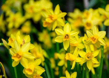 Canlı sarı nergis kümeleri canlı bir bahçede çiçek açıyor, güzel yapraklarını ve taze yeşilliklerini açık mavi bir gökyüzünün altında baharda sergiliyorlar..