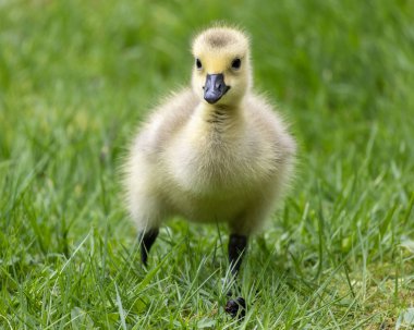Parlak güneş ışığı altında yemyeşil çimlerin üzerinde güvenle hareket eden bir yavru. Kabarık tüyleri ve tuhaf duruşu doğal bir ortamda büyüleyici bir manzara yaratır..