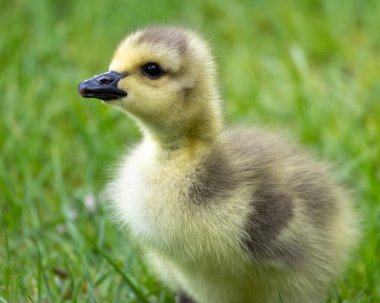 Küçük bir salyangoz güneşli bir günde narin beyaz çiçek kümesinin içinden geçiyor. Bahçe renklerle ve detaylarla dolu..