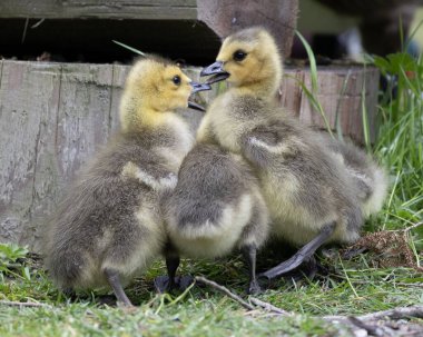 Üç yavru kuş çimlerin üzerinde toplanıyor, ahşap bir yapının yakınında neşeli davranışlar sergiliyorlar. Yumuşak ve meraklı ifadeleri gençlik enerjilerini ortaya koyuyor..