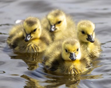 Baharın güneşli bir gününde dört sevimli kaz yavrusu dingin bir gölette kürek çeker. Kabarık sarı tüyleri ve neşeli doğaları izleyicileri cezbeden büyüleyici bir manzara yaratır..