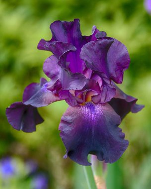 Çarpıcı bir mor iris çiçeği yeşil yapraklardan oluşan bir arka fonda dimdik ayakta duruyor ve karmaşık yapraklarını sergiliyor. Canlı renkler çiçek açan bir bahçede baharın neşesini çağrıştırıyor..