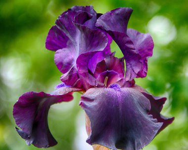 Canlı bir mor iris çiçeği bahçedeki karmaşık taç yaprağını sergiler. Yumuşak yeşil arka plan bahar çiçeklerinin güzelliğini vurgular..