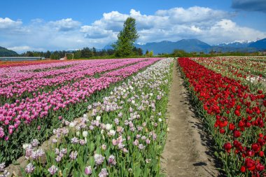 Renkli laleler pembeyi, moru, beyazı ve kırmızı çiçekleri bir dağ zeminine ve açık mavi gökyüzüne sergiliyor. Baharın güzelliğini yakalar..