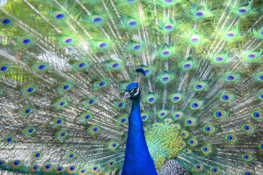 Bir tavus kuşu huzurlu bir bahçede rengarenk tüylerini gururla gösterir. Güneş tüylerinin canlı renklerini aydınlatır ve büyüleyici bir görüntü yaratır..