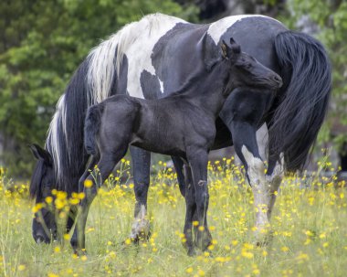Canlı bir çayırda, anne at meraklı yavrusu yanında dururken otluyor. Manzara, ilkbaharı ve yeni yaşamı sembolize eden sarı kır çiçekleriyle dolu..