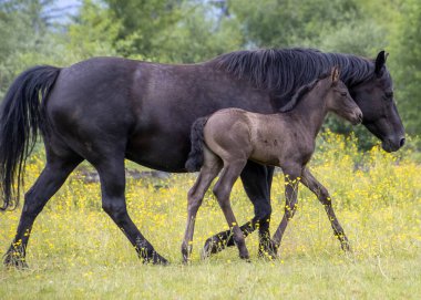 Siyah bir anne at zarif bir şekilde otlarken genç yavrusu güneşli bir günde kır çiçekleriyle dolu canlı bir tarlayı yakından takip ediyor..