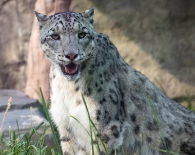 Kar leoparı, kendine özgü benekli kürkünü ve özenli bakışlarını sergileyerek doğal bir ortamda yakalanır. Çevrede otlar ve kayalar var, bu da dağlık evinin bir göstergesi..