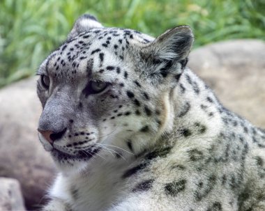 Kar leoparı, güzel benekli kürkünü sergileyerek büyük bir kayanın üzerinde rahatlar. Yeşillik ve yumuşak güneş ışığı bu görkemli yaratık için huzurlu bir ortam yaratır..