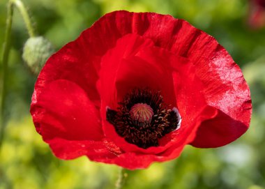 Canlı bir kırmızı gelincik çiçeği, yeşil yapraklarla çevrili, narin taç yapraklarını ve karmaşık merkezini baharda bir bahçede sergiler. Güneş ışığı onun canlı renklerini güçlendirir.
