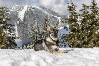 Bir köpek, açık gökyüzünün altındaki görkemli dağlara karşı yükselen yeşil ağaçlarla çevrili bir kar örtüsünün üzerinde rahatlar. Parlak hava dingin atmosferi güçlendirir..