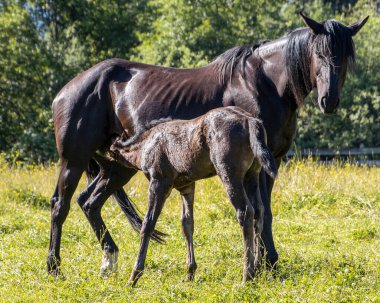 Siyah bir kısrak canlı yeşil bir çayırda genç tayının yanında duruyor. Tay hemşireler sıcak güneş ışığının tadını çıkarırken, yavru hemşireler birbirlerine bağlanma anı sergiliyorlar..