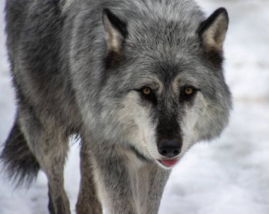 Karlı bir ortamda yürüyen bir kurt, kalın kürkünü ve yoğun bakışlarını sergiliyor. Soğuk ortam, hayvanın kış koşullarında doğal güzelliğini ve uyum sağlayabilirliğini vurguluyor..