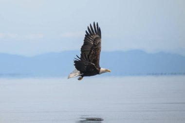 Büyük bir kartal sakin suların üzerinde zarifçe süzülür, kanatlarını tamamen açar ve güneş ışığını yansıtır. Arka plandaki yemyeşil dağlar huzurlu bir manzara yaratır..