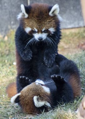 İki kırmızı panda, vahşi yaşam barınağındaki çimenli bir alanda şakalaşarak etkileşime geçiyorlar. Biri sırtüstü yatarken diğeri ise canlı davranışlarını sergiliyor..