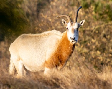 Bir Scimitar boynuzlu antilop belirgin kavisli boynuzları ve boynundaki kırmızımsı kahverengi bir leke uzun otlarda otlar. Sıcak güneş ışığı doğanın güzelliğini arttırır..