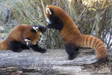 İki kırmızı panda bitkilerle çevrili bir kütükte şakacı davranışlar sergiliyor. Sahne, dostça etkileşimlerini, sakin bir açık hava ortamında yakalıyor..
