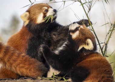 İki kırmızı pandanın bambu yaprakları arasında oynak bir gösteri yaparak meraklarını ve çevikliklerini gösterirler. Işık, öğleden sonra güneşinde canlı kürklerini aydınlatır..