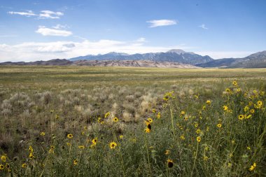 Ayçiçekleri, yeşil çimenler ve uzak dağlara çarpıcı bir kontrast oluşturarak, huzurlu bir çayırı doldurur. Parlak mavi gökyüzü huzurlu manzarayı güzelleştirir..