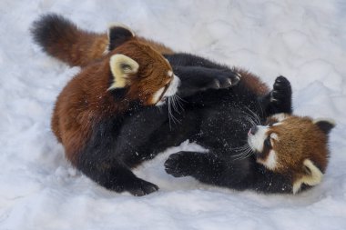 İki kırmızı panda, karlı bir alanda neşeli bir idman maçına çıkarak kış aylarında vahşi yaşam sığınağında canlı doğalarını ve davranışlarını sergilerler..