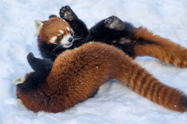 İki kırmızı panda vahşi yaşam sığınağında karlı bir yüzeyde eğlenceli bir güreşe girişiyor. Sahne onların dinamik hareketlerini ve kürklü paltolarını yakalıyor..