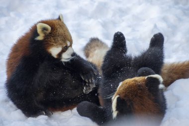 İki kırmızı panda karda oynaşıyor, şakacı maskaralıklara takılıyor ve neşeyle yuvarlanıyor. Kış manzarası bu güzel anın cazibesini arttırır..