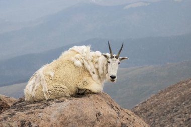 Bir dağ keçisinin büyük bir kayanın üzerinde rahatça dinlendiği görülüyor. Arka planda bulutlu bir gökyüzünün altındaki uzak dağları gösteren sisli bir manzara var, sakin bir atmosfer yaratıyor..