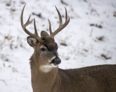 Bir geyik zarif bir şekilde karlı bir ortamda duruyor ve etkileyici boynuzlarını vurguluyor. Kış manzarası bu vahşi hayvanın güzelliğini arttırıyor. Etrafını dikkatlice gözlemliyor..