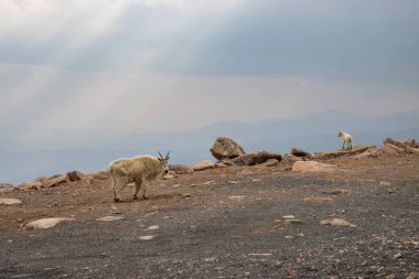 İki dağ keçisi yüksek irtifada kayalarla dolu engebeli bir araziyi keşfediyor. Gökyüzü bulutlu, kasvetli bir atmosfer yaratıyor. Çevredeki tepeler vahşi doğayı daha da güzelleştiriyor..