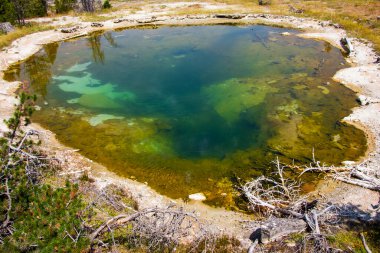 Yellowstone Ulusal Parkı 'nda çarpıcı bir maden yayı yeşil ve turkuaz su gölgelerini sergiliyor. Çimenleri ve kayalık oluşumları çevreleyen bu doğa harikasını açık gökyüzünün altında vurgular..
