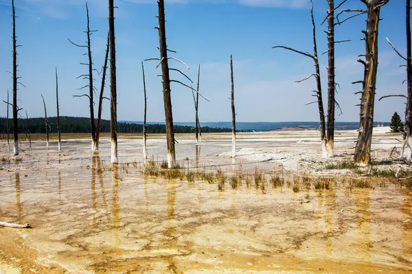 Yanmış ağaçlar, sakin sularda yansımaları parıldarken ön planda dimdik duruyorlar. Manzara, eşsiz jeotermal özellikleri ve canlı bir gökyüzünün altında uzak dağları gösteriyor..