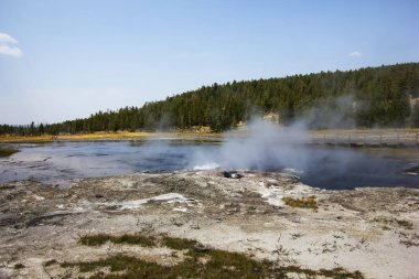 Yellowstone Ulusal Parkı 'ndaki açık bir gökyüzünün altındaki jeotermal bir kaynaktan buhar yükseliyor. Bereketli yeşillik, köpüren suyu çevreleyerek yazın huzurlu bir doğal manzara yaratır..