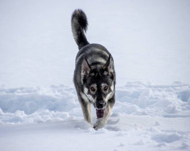 Canlı bir köpek karlı bir tarlada neşeyle koşar ve el değmemiş karda pençe izleri bırakır. Kürkü kar taneleriyle kaplıdır ve soğuk kış gününün tadını çıkarır..