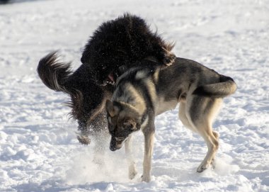 İki köpek karda neşeyle oynuyorlar. Parlak güneşin altında hoplayıp zıplıyorlar. Canlı bir park ortamında, kışın eğlencesini yakalıyorlar..