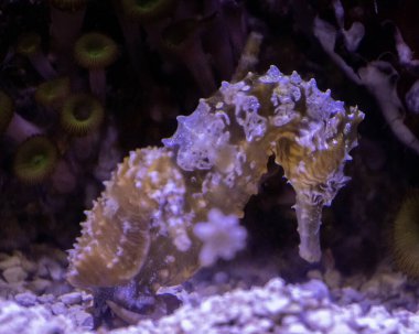 Bir deniz atı canlı bir mercan resifi arasında nazikçe yüzer ve eşsiz vücut yapısının karmaşık detaylarını gözler önüne serer. Bereketli ortam bu sualtı yaratığının güzelliğini arttırıyor..