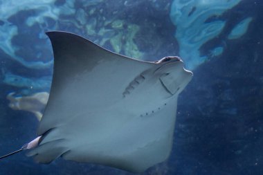 Büyük iğneli vatoz su altında rahat hareket eder, zarif şeklini canlı bir su altı manzarasına karşı sergiler. Akvaryumun ışıklandırması zarif özelliklerini geliştirir..