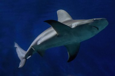 Bir köpekbalığı, parlak vücudu ve güçlü yüzgeçleriyle derin mavi okyanusta zahmetsizce süzülür. Güneş ışığı suyun içinden süzülür, etrafındakileri aydınlatır..