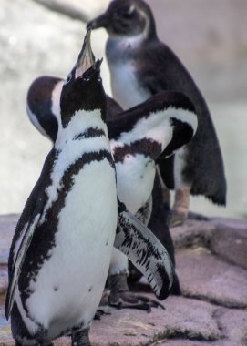 Bir grup siyah ve beyaz penguen suyun kenarında bir araya gelerek sosyal davranışlar sergiliyor. Bir penguen seslenirken, diğerleri su ortamında meraklı görünüyor..