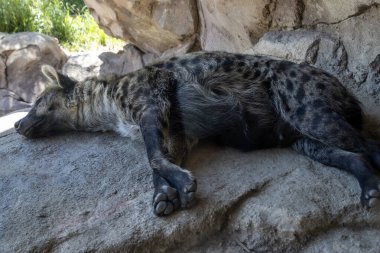 Bir sırtlan kayalık bir yüzeyde rahat bir şekilde uzanıyor, güneşli bir günde vahşi bir yaşam alanında kestirirken gölgenin serinliğinin tadını çıkarıyor. Ayırt edici kürkü ve rahat duruşu görülebilir..