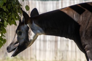 Bir okapi, bir ağacın yapraklarını kemirmek için boynunu uzatarak eşsiz anatomisini sergiliyor. Aydınlatıcı ve huzurlu bir ortam, hayvanın doğal davranışlarını gösteriyor..