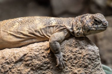 Bir kertenkele, gün ortası güneşinin altında güneşlenen büyük bir kayanın üzerinde huzur içinde yatar. Dokulu cildi, çevresini incelerken parıldıyor, doğanın huzurunu somutlaştırıyor..