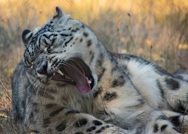 Bir kar leoparı yerde uzanıyor, ağzı açık esniyor. Altın güneş ışığı, güzel kürküne ve etrafındaki otlara sıcak bir parıltı yayar ve huzurlu atmosferi güçlendirir..