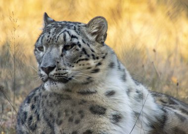 Bir kar leoparı, başını çevirmiş, çimenli bir arazide sessizce yatar. Sıcak altın ışık, güzel benekli kürkünü ve yumuşak, bulanık bitki örtüsünü ön plana çıkarıyor..