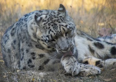 Bir kar leoparı, öğleden sonra boyunca uzun otlar ve sıcak güneş ışığıyla çevrili doğal ortamında kendini tımar ederken görülüyor. Kürkünün belirgin deseni çok güzel bir kontrast oluşturuyor..